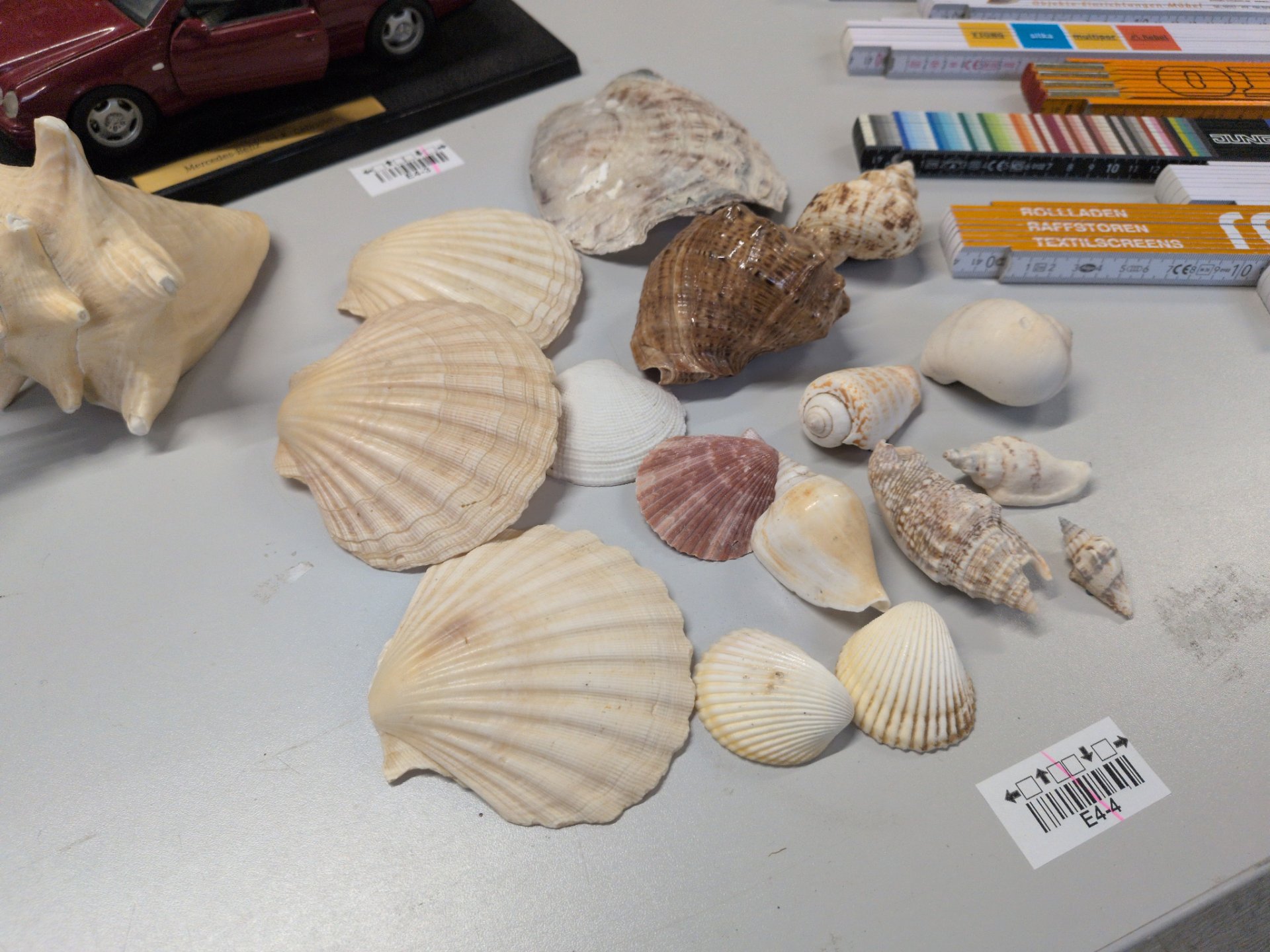 Los 164 – 1 Muschelsammlung