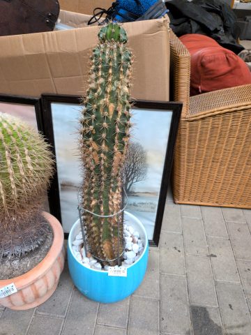 1 Kaktus